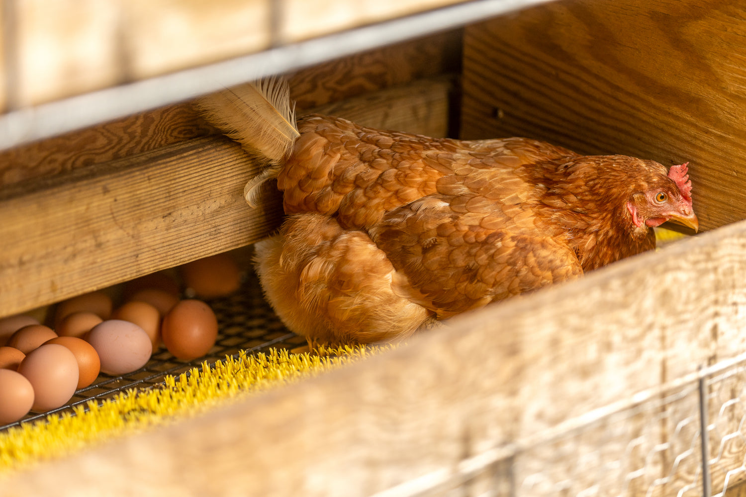 9 Reasons Your Chickens Aren’t Laying Eggs