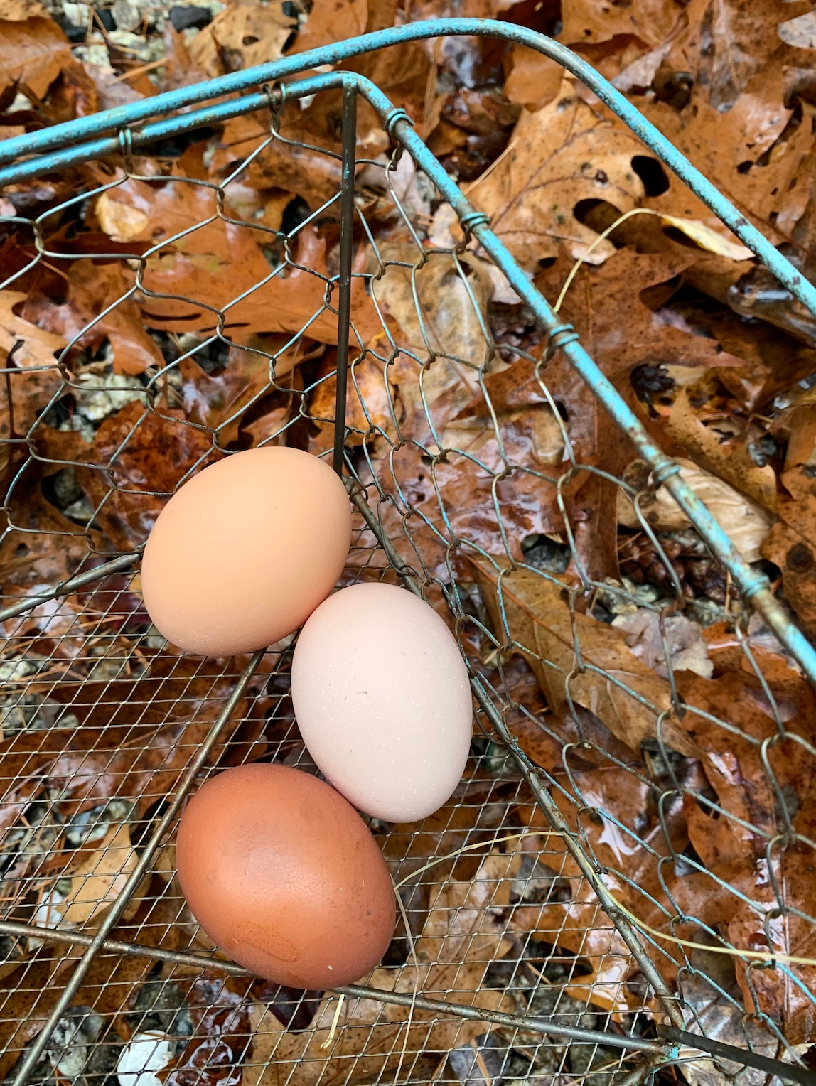 Will My Egg Count Change in the Fall?