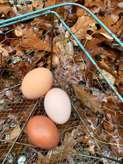 Will My Egg Count Change in the Fall?