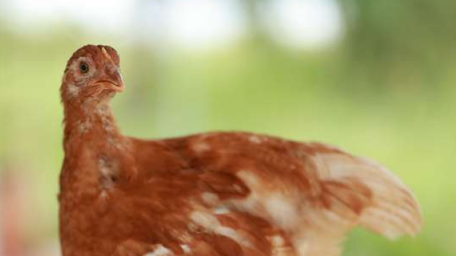Pullet