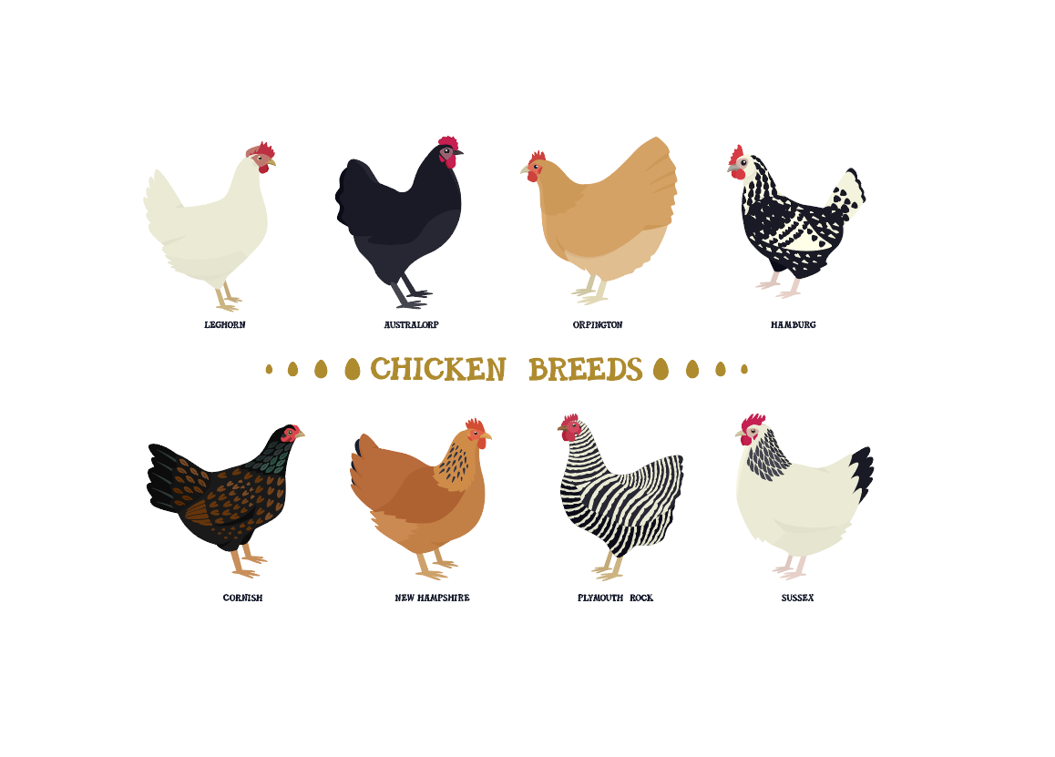Chicken Breeds Best Chicken Breeds For Beginners | Grubbly Farms