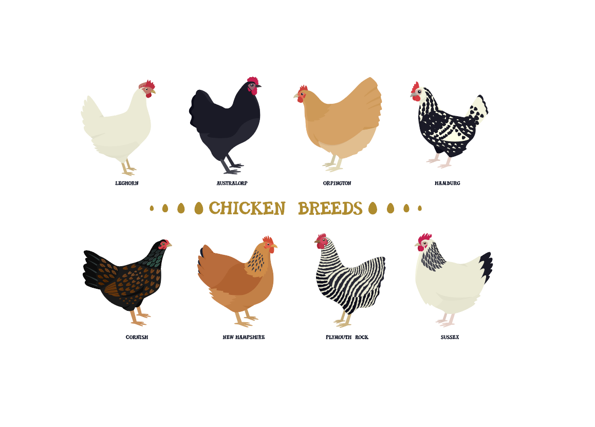 Best Breeds for Backyard Chickens