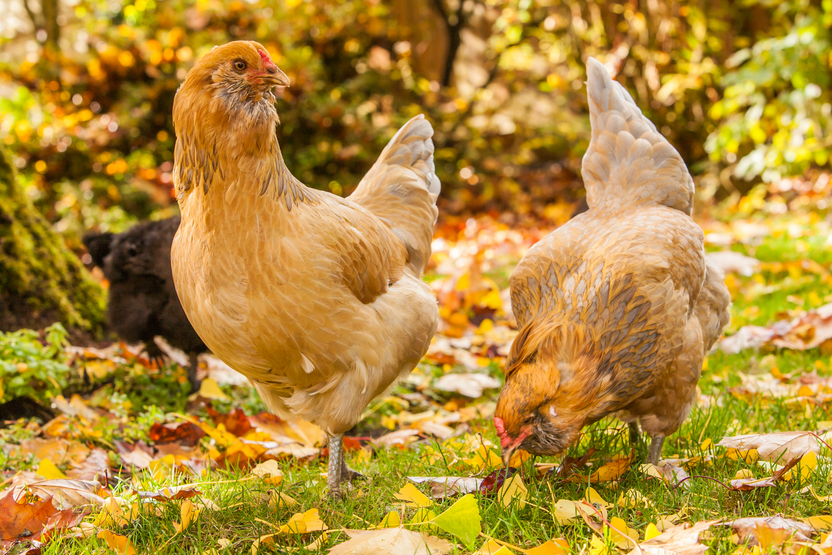 9 Reasons Your Chickens Aren’t Laying Eggs Better Flock