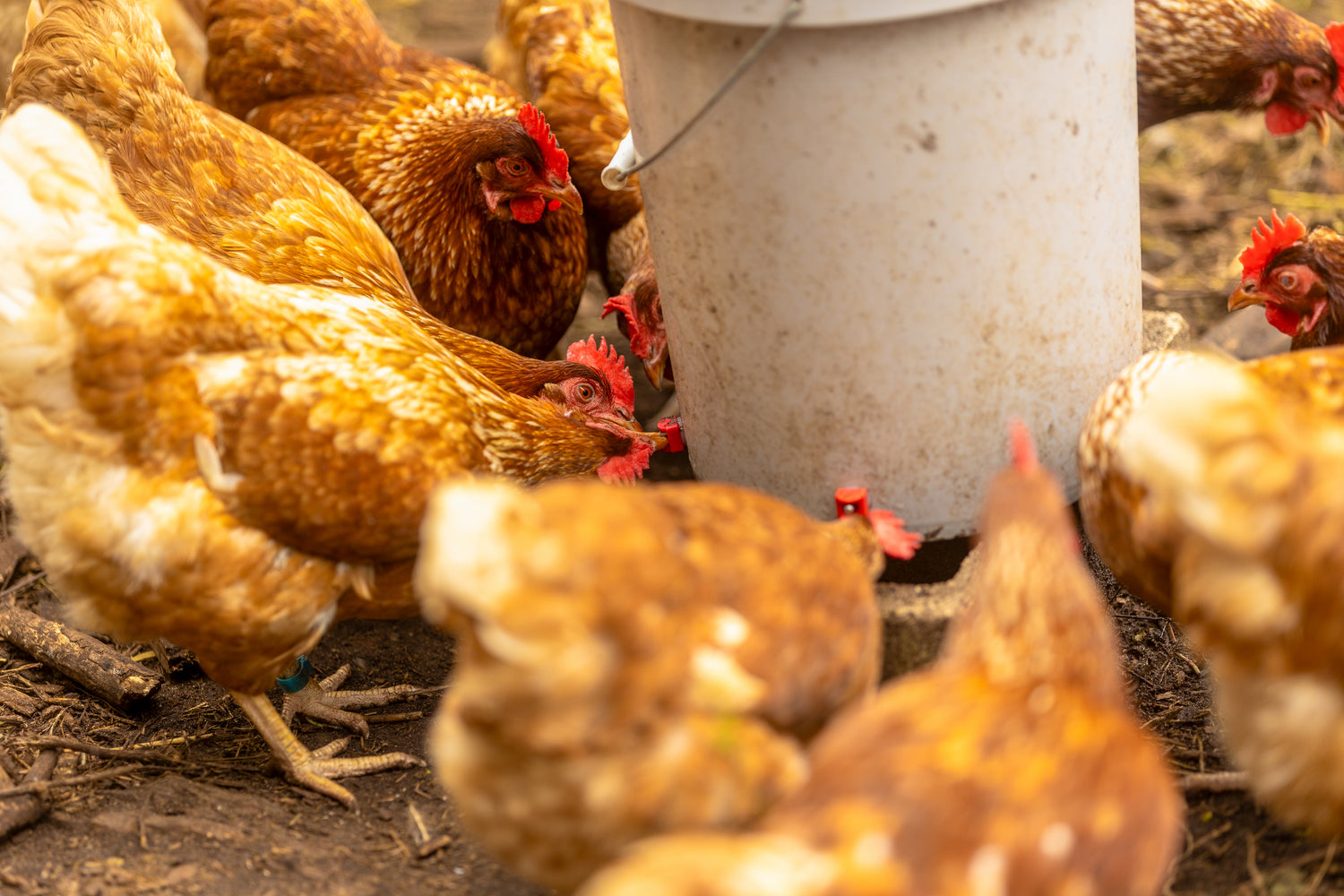 Backyard Chicken Keeping 101: Caring for Your Adult Flock