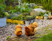 How to Grow a Chicken Garden