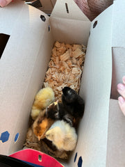 Backyard Chicken Keeping 101: Getting Started with Brooder Chicks