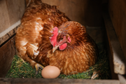 Broody Hen Sitting on Egg in Next Box