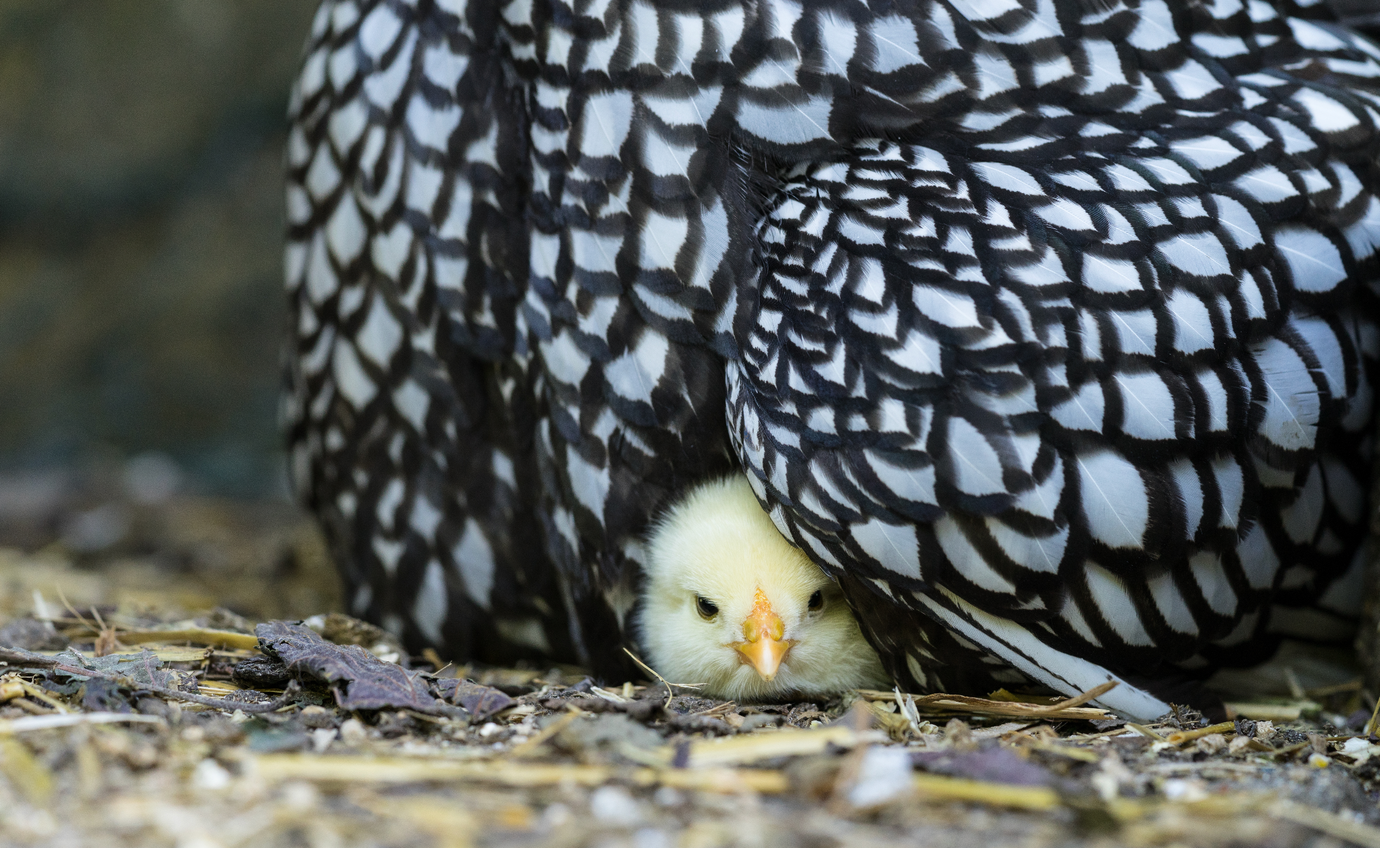 Wyandotte hen with newly hatched chick sitting on a nest