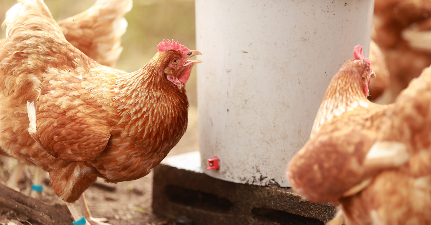 Chicken Panting in the Heat Drinking Water