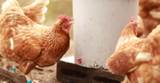 Chicken Panting in the Heat Drinking Water