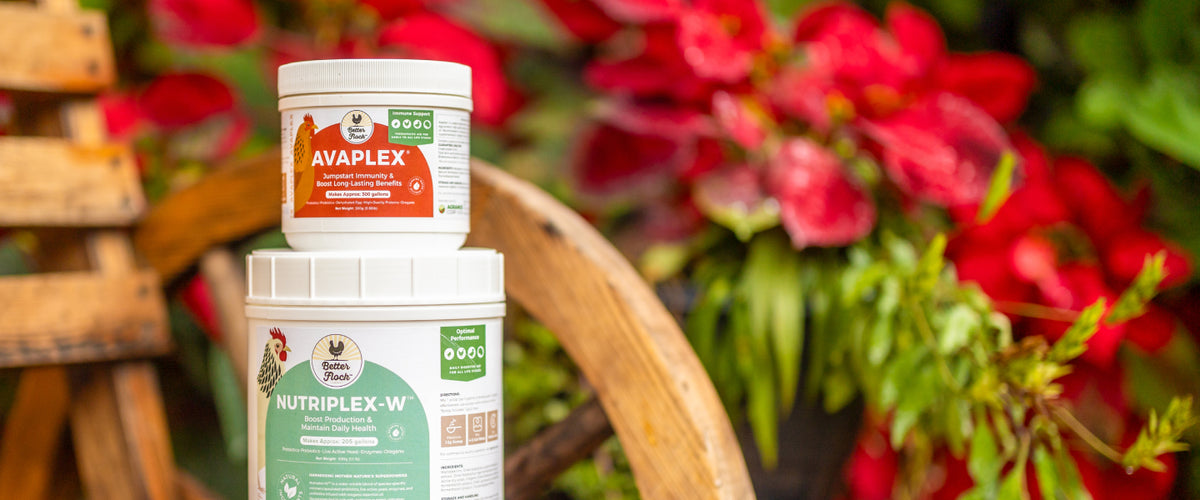 Better Flock™ | How It Works - All Natural & Science Backed