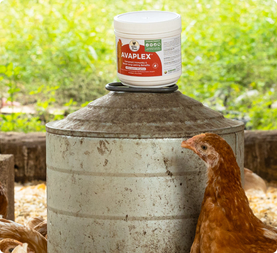 Better Flock™ | How It Works - All Natural & Science Backed